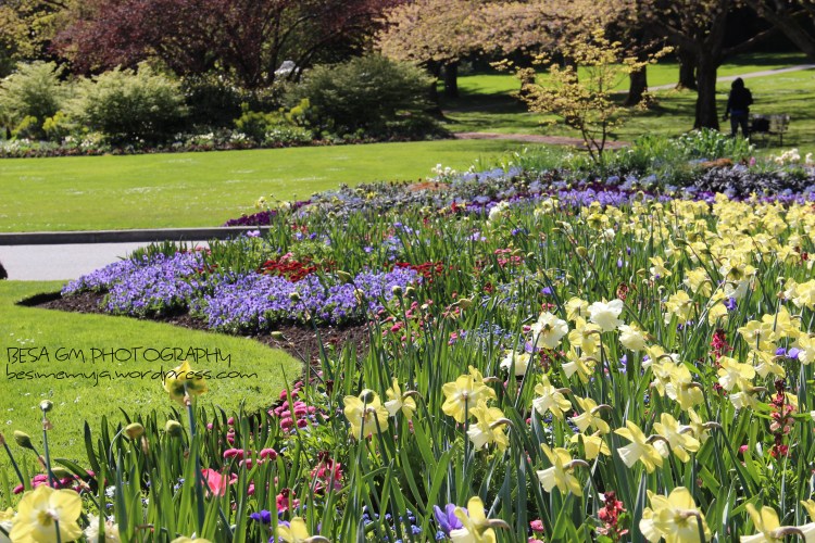 Stanley Park Rose Garden, Vancouver BC