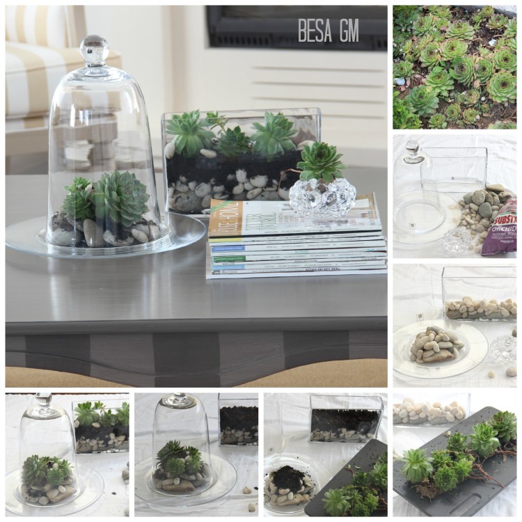 suculent centerpiece collage